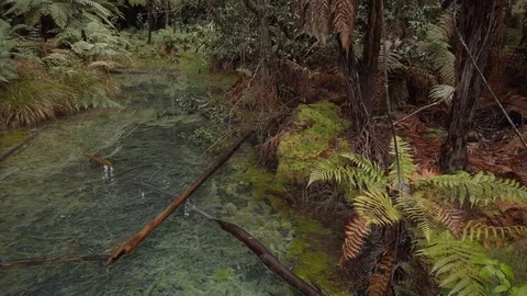 A natural spring oasis deep in the forest Stock-Footage 118988291