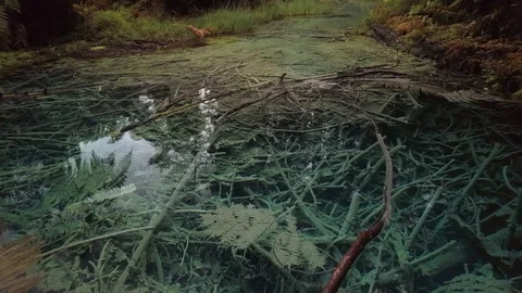 A natural spring oasis deep in the forest Stock Footage 118989194