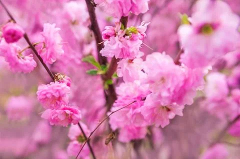  Natural spring texture of a flowering branch. Cherry blossoms, sakura in pink c Stock Photos