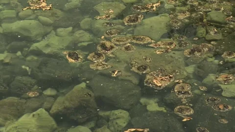 Natural Spring Water Flows Over Rocks, Ancient Caesarea Philippi, Golan Heights Stock Footage 324819507