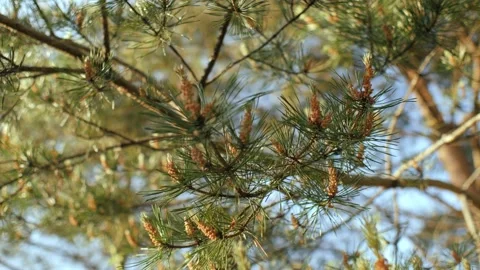 Natural spruce tree branches evergreen needles with cones and flying insects Stock Footage 199424748