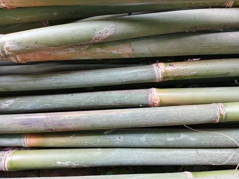 Natural Stack of Raw Green Bamboo Stems Background Stock Photos
