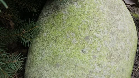 Natural stone lightly covered with moss Stock-Footage 306170627
