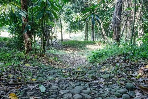 Natural Stone Path Through Tropical Forest Stock Photos
