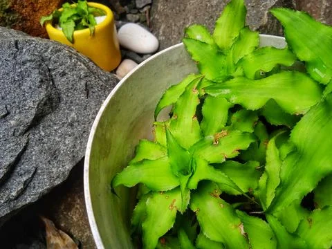 Natural stone Stock Photos