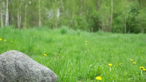 Natural stone podium for presentation. Blurred green grass background Stock Footage 224673122