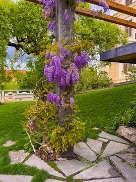 Natural stone stepping-stone path laid directly onto green lawn with Wisteria Stock Photos