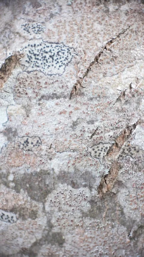 Natural stone surface close-up with subtle patterns and earthy tones, perfe.. Stock Footage 322753670