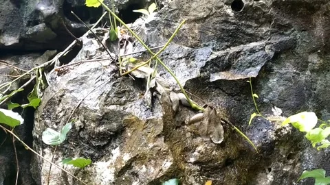 Natural Stone Wall Texture Stock Footage 328916094