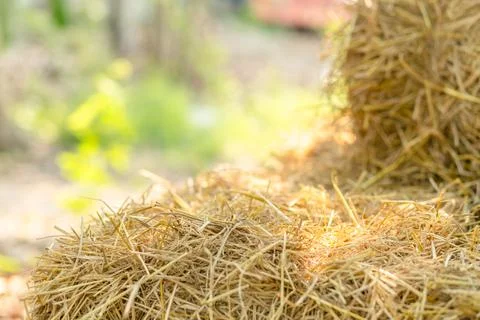 Natural straw stack, Hay bale in nature for background and sunlight, ideal .. Stock Photos