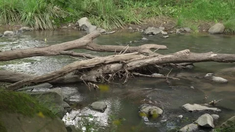 Natural Stream with Fallen Logs and Moving Water 스톡 동영상 310568275
