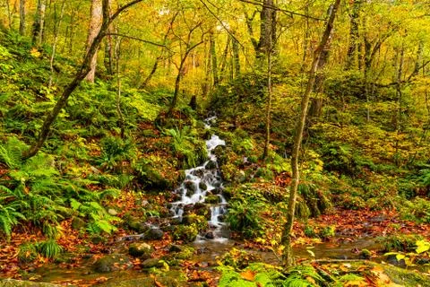 Natural stream flow down from the mountain passing rocks covered with colorfu Stock Photos