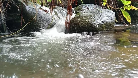 Natural Stream Flow in Tropical Forest | Clear Water Over Rocks Stock Footage 330547547