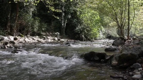 NATURAL STREAM FLOWING FAST IN TREES Stock Footage 110777684