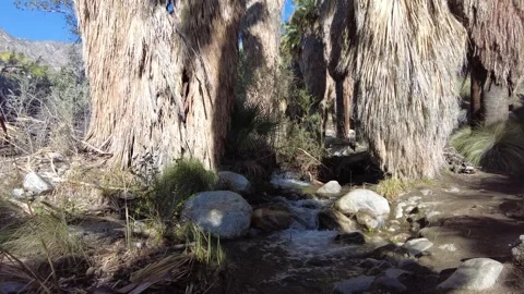 Natural Stream Flowing through Lush Palm Oasis, Palm Springs Stock Footage 330982933
