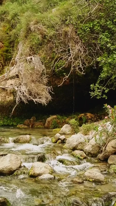Natural stream flowing through rocks and lush vegetation Stock Footage 310537989