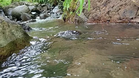 Natural Stream Flowing Through Rocky Riverbed in Tropical Forest Stock Footage 330582503