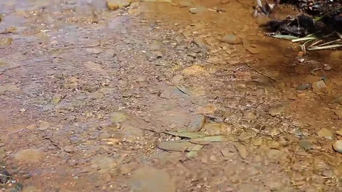 Natural stream flows Stock Footage 76377250