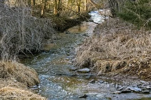 A natural stream in the forest Stock Photos