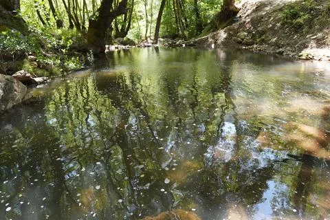 Natural Stream Source in the Forest Stock Photos