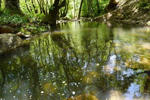 Natural Stream Source in the Forest Foto stock