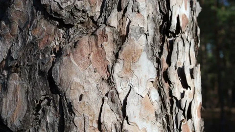 Natural structure of the bark of a pine tree Stock Footage 140912760