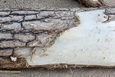 Natural structure of the bark of a pine tree texture Stock Photos