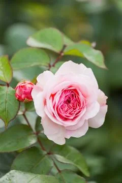 Natural summer background with David Austin pink rose. Beautiful blooming flo Stock Photos