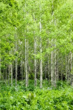 Natural summer background - front view of green trees in forest on sunny day Stock Photos