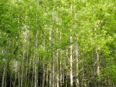Natural summer background - front view of green trees in forest on sunny day Stock Photos