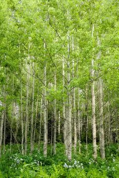 Natural summer background - front view of green trees in forest on sunny day Stock Photos
