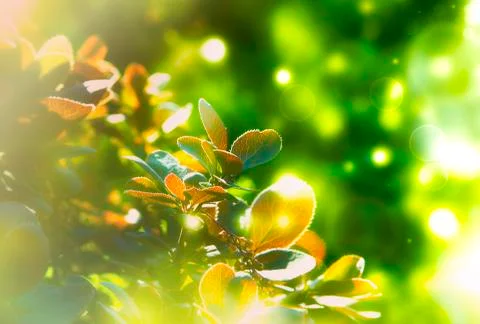 Natural summer background Stock Photos