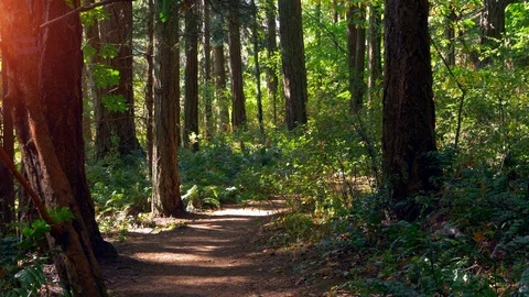 Natural Sun Light on Forest Trail Path, Hiking Landscape Beautiful Light Stock Footage 87700280
