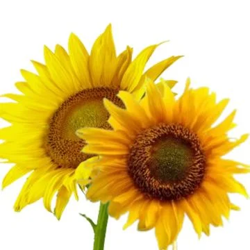 Natural Sunflower Image Illustrazione stock