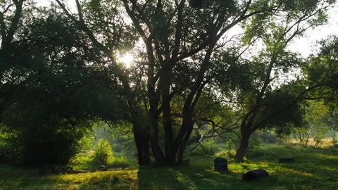 Natural sunlight and sun rays through wo... | Stock Video | Pond5