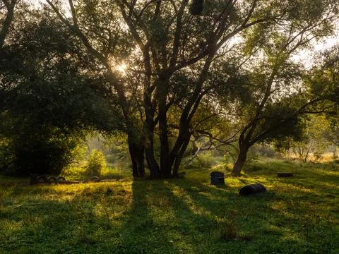 Natural sunlight and sun rays through woods trees in forest autumn early mo.. Stock Photos