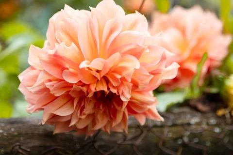 Natural sunlight emphasizes the texture and volume of the inflorescence. A close Stock Photos