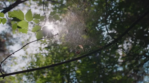 Natural Sunlight Through Leaves Reflecting on Cobweb in Forest Stock Footage 322904805