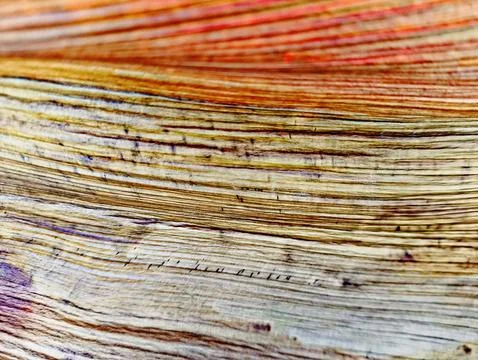Natural surface texture of dried palm sheath fibers Stock Photos