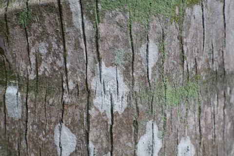 Natural Texture of Aged Tree Bark with Moss and Lichen Growth Patterns Deta.. Stock Photos