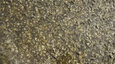 Natural texture and pattern of a rugged coastal rock surface seen up close Stock Footage 340865800