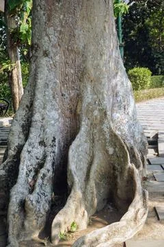 Natural texture and unique shape of a giant tree root growing above paved ground Stock Photos