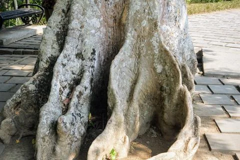 Natural texture and unique shape of a giant tree root growing above paved ground Stock Photos