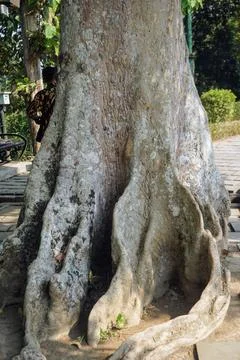 Natural texture and unique shape of a giant tree root growing above paved ground Stock Photos
