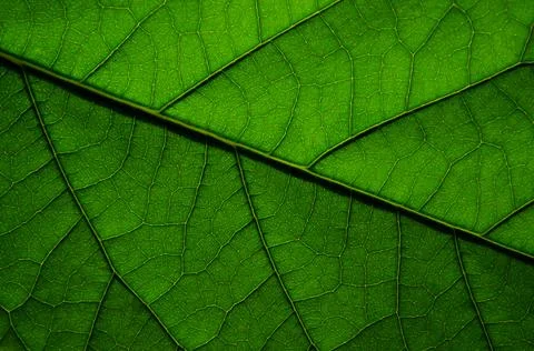 Natural texture of an avocado leaf close-up. Stock Photos