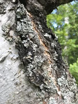 Natural texture background birch bark with patches of lichen. 스톡 사진