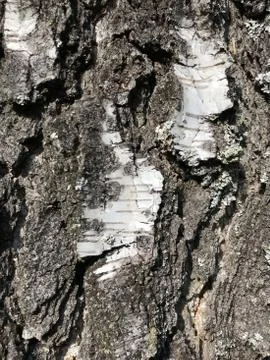 Natural texture background birch bark. Close up. Stock Photos