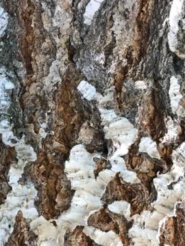 Natural texture background birch bark. Close up. Stock Photos
