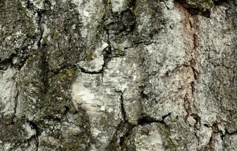 Natural texture background, tree bark from old growth birch. Stock Photos