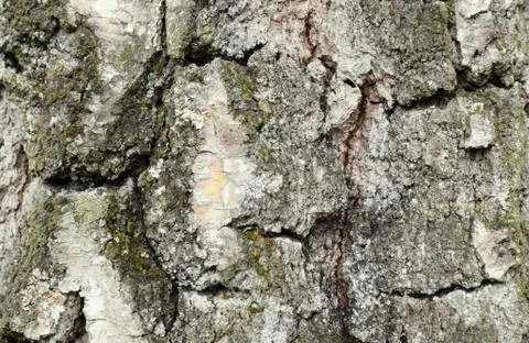 Natural texture background, tree bark from old growth birch. Stock Photos